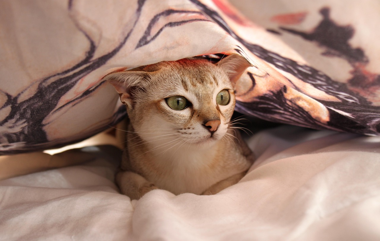 Casper Sheets